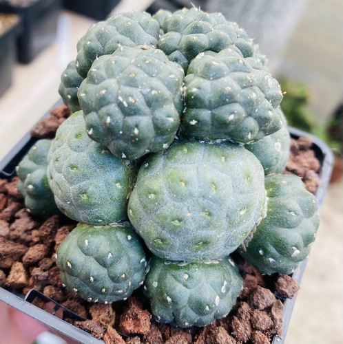 Puna bonnieae cactus en - cactus, pot