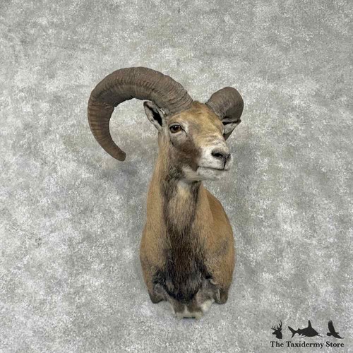 31751 armenian mouflon - el|,