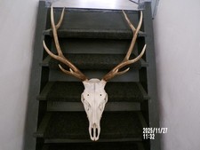 MASSACRE BOIS DE CERF