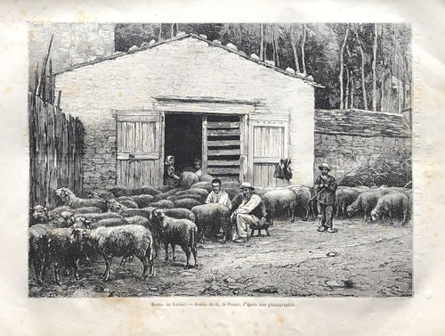 Gravure brebis du - gravure,