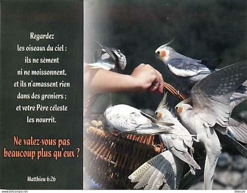Carte postale animaux - carte,