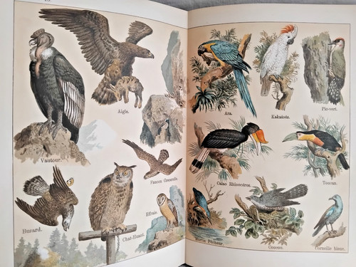 Atlas zoologique planches - , 24