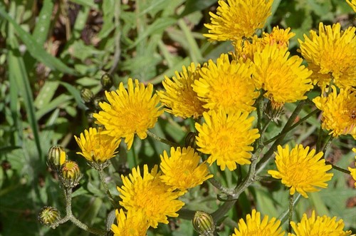 Poppy leaf hawksbeard - hawksbeard, crepis