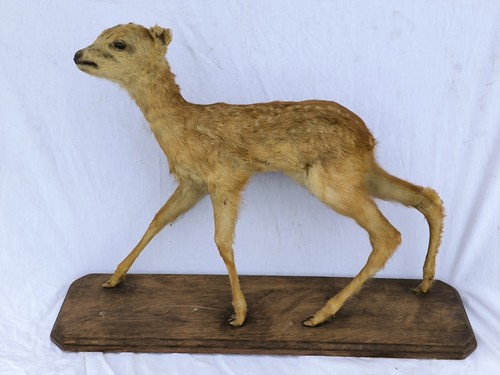 Taxidermie faon - taxidermie,