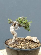 Bonsaï de thym 12 x 15 cm en