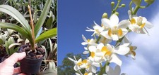 Phalaenopsis pulcherima var