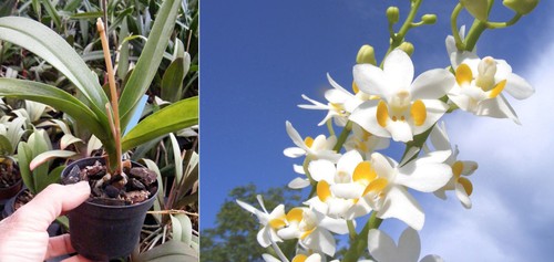 Phalaenopsis pulcherima var