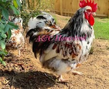 Calico English Orpington Large Flow  10 Hatching Eggs