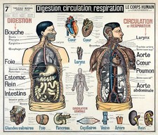 Carte Vidal Lablache Corps