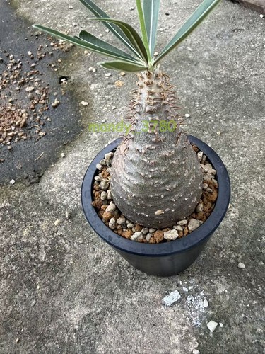 Pachypodium gracilius