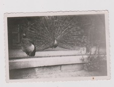photo ancienne 🎞️ paons zoo Anvers 1er mai 1946 tirage original