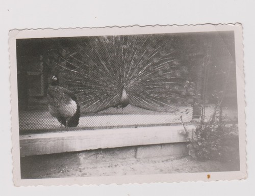 Photo ancienne paons - ancienne, 🎞️
