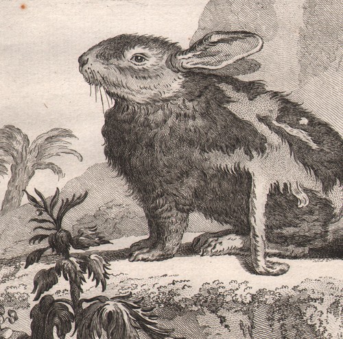 1802 belle gravure lapin - belle,