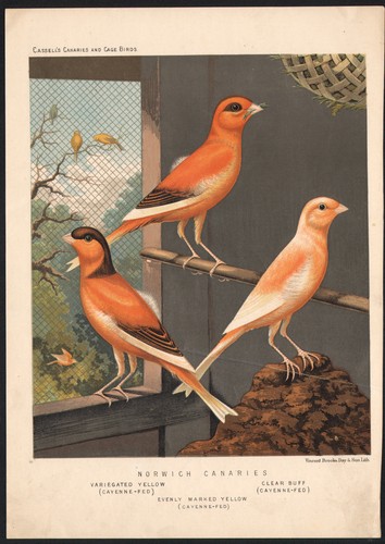 1880 lithographie originale - 1880,