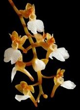 Microcoelia cornuta –