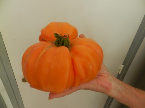 Tomate ananas graines - tomate,