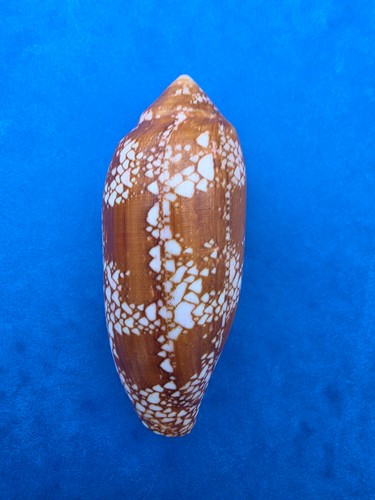 Conus auratinus 123mm big - conus, f+