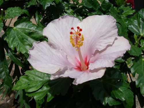 Hibiscus borea blue - hibiscus, borea'blue