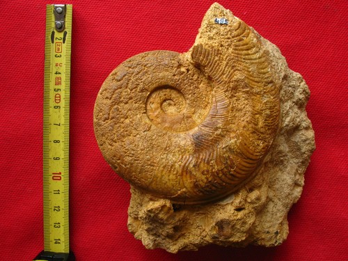 Ammonite toarcien - toarcien,