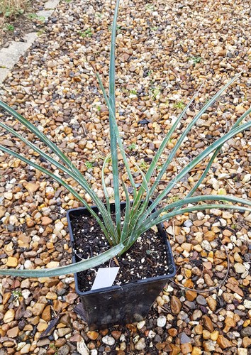 Yucca filifera - yucca, /
