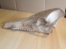 CRÂNE avec grande machoire ( pas le bas de la machoire ) 38 cm de long