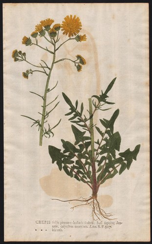 Fleurs crepis pippau - fleurs,