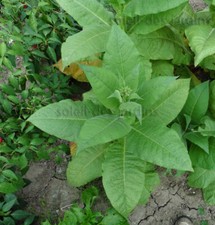 Lot de 5 variétés de tabac