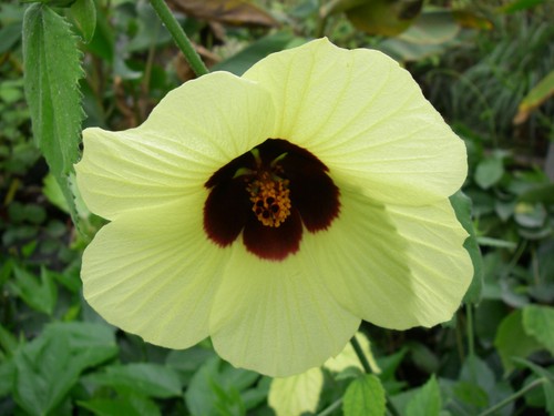 Hibiscus calyphillus cm - hibiscus, 80
