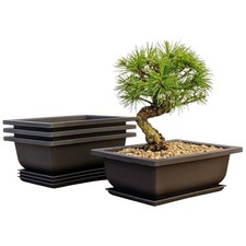 Elegant 3-Pack 6-Inch Bonsai