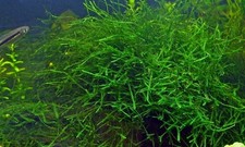 mousse de java / java moss