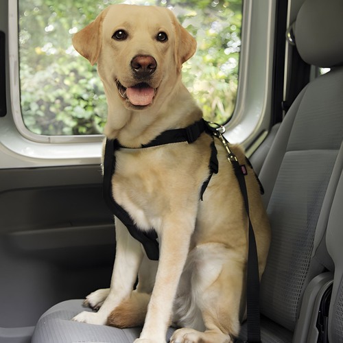 Nobby harnais pour chien - harnais,