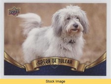2018 Upper Deck Canine Collection Blue Coton de Tulear #64 READ 0kr6