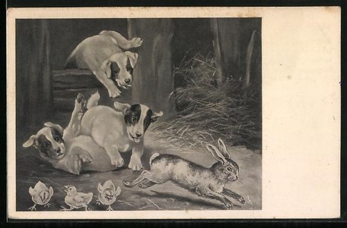Carte postale jeunes chiens