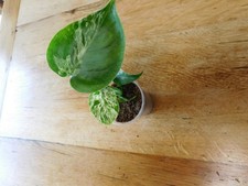 Monstera Bulbasaur rare