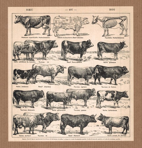 Lithographie ancienne boeuf - lithographie,
