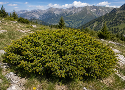 Juniperus communis var