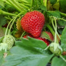 Fragaria ananassa
