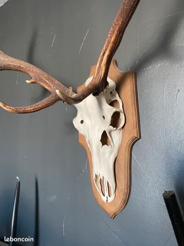 Trophé massacre cerf - massacre, "