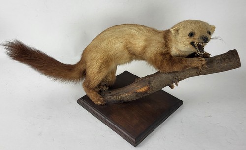 Taxidermie fouine rousse sur - fouine,