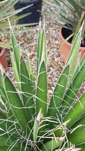 Yucca filifera - filifera, /