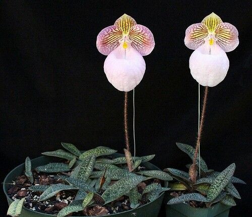 Paphiopedilum micranthum tres - paphiopedilum, micranthum-tres