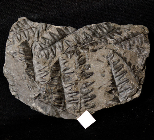Très rare fougère - très,