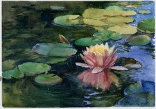 belle fleur de  lotus dans