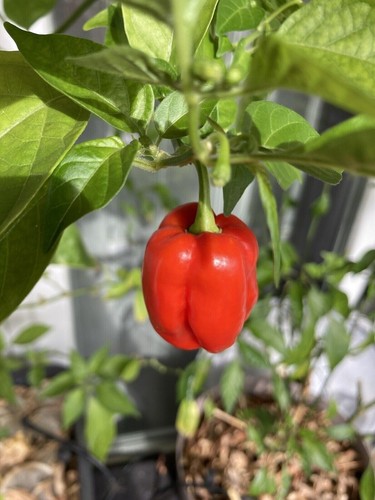 Graines piment antillais - antillais,