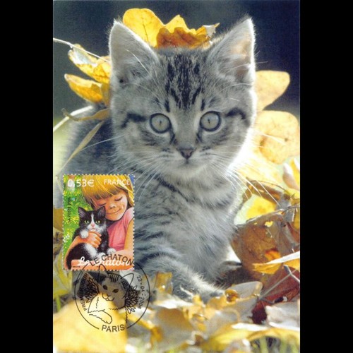Cef chaton 22 4 2006 - cm,