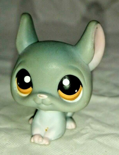 Chinchilla authentic gris - , yeux