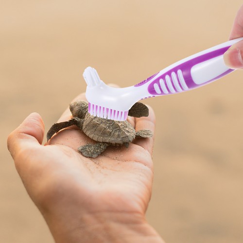 Brosse carapace tortue - brosse,