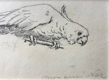 Dessin original Perroquet