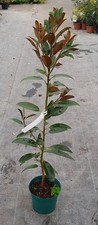 Magnolia grandiflora ALTA®