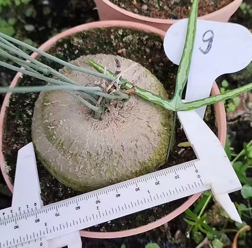 Sale rare cacti - cacti,